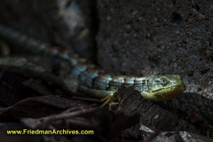 Alligator Lizard