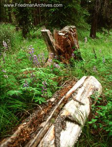 Logs in Forest