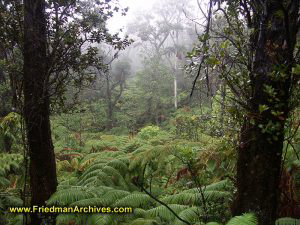 Lush Vegetation