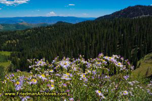 Majestic View and Flowers