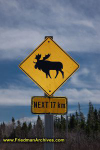 Moose Crossing Sign