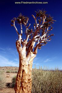 Namibia Images Another Tree