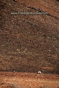 Namibia Images Orynx and Gravel
