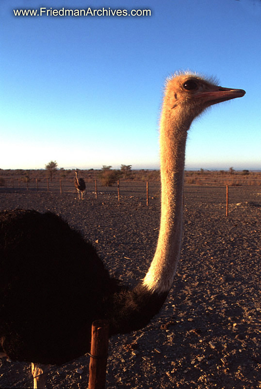 Namibia Images Ostrich