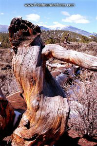 Dead Tree