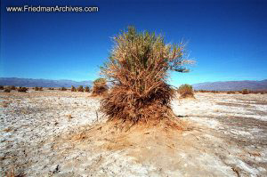 Desert Bush