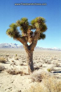 Joshua Tree