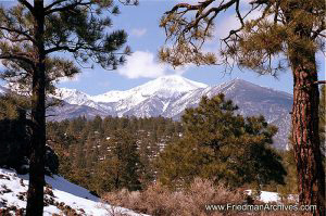 Mountain Through Trees