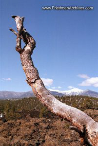 Proud Tree Branch