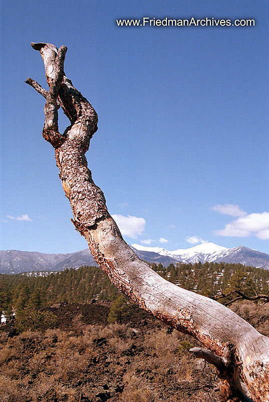 Proud Tree Branch