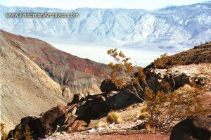 Small Bush - Desert Hilltop