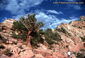 Tree, Rocks, Sky, and Hikers