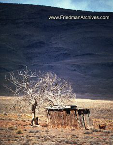 Tree and Shack