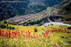 Nepal Images - Red Flower and Terraces