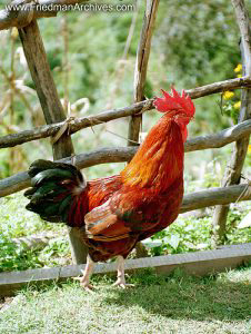 Nepal Images Rooster