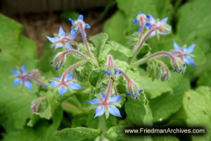 Blue Flowers on Green Leaves