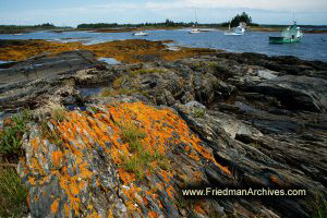 Orange Moss on a Rocky Shore (horizontal)