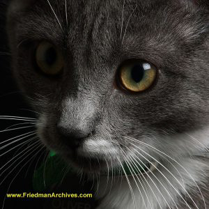 Oliver Studio Portrait