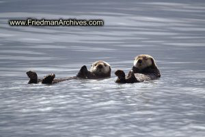 Otters