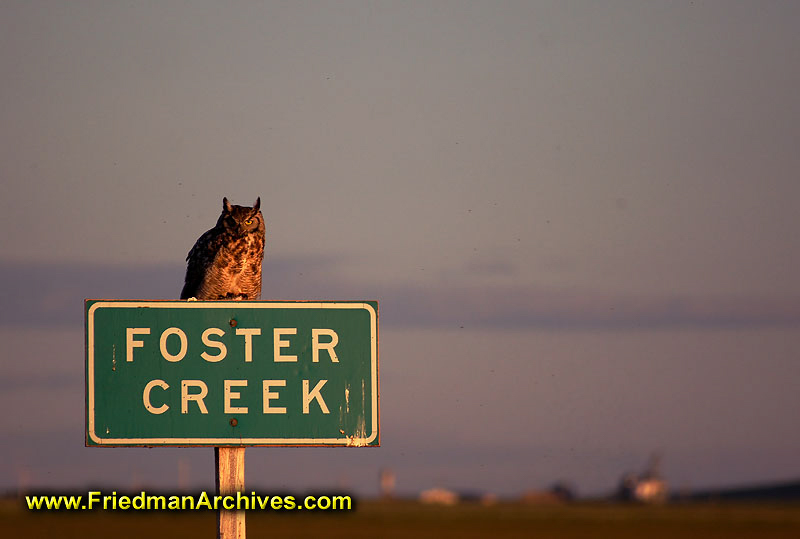 Owl on Foster Creek Sign