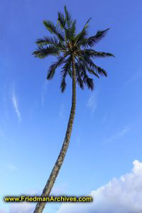 Palm Tree