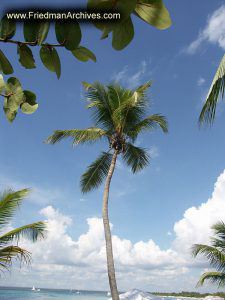 Palm Tree