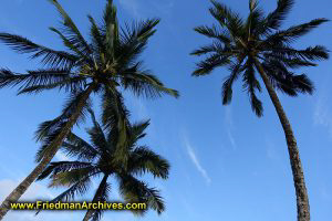 Palm Tree Shot