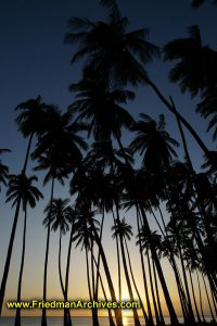 Palm Tree Sunset