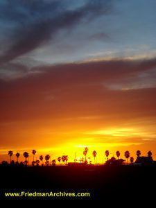 Palm Tree Sunset and Orange Sky