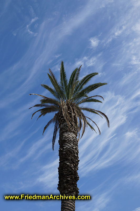 Palm Tree and Blue Sky