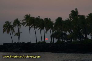 Palm Tree and Setting Sun