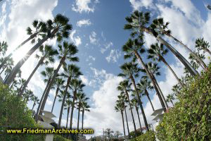 Palm Trees Galore - Welcome to Southern California!