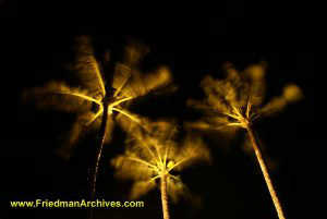 Palms at Night