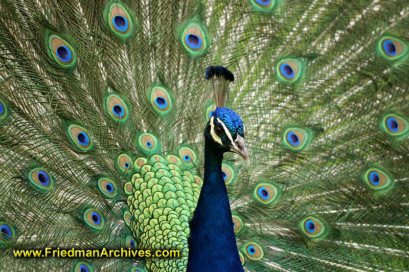 Peacock