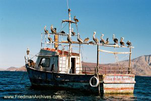 Pelicans on Boat (horizontal)