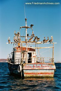 Pelicans on Boat (vertical)