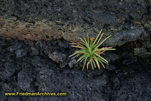 Plant from Rock