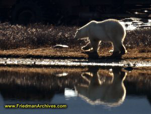 Polar Bear Silhouette