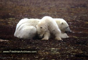 Bear and Cub