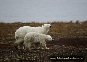 Bear and Cub