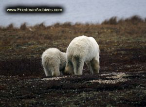 Bear and Cub