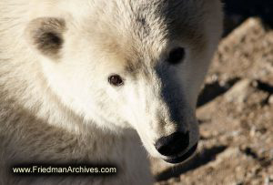 Face Close-Up