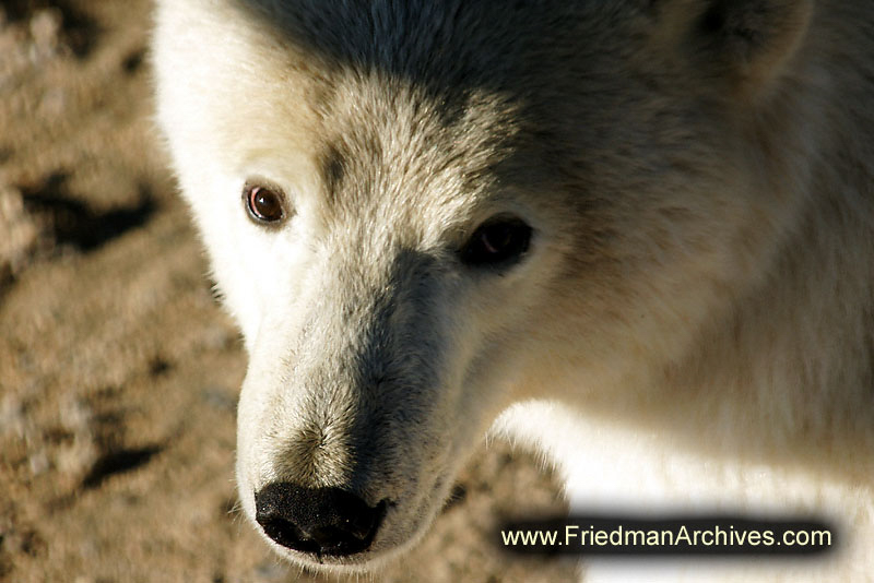 Face Close Up