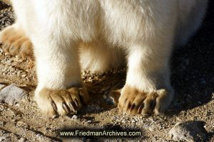 Front Paws