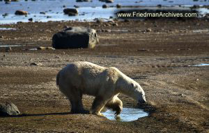 Polar Bear No Snow