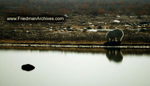 Polar Bear Silhouette