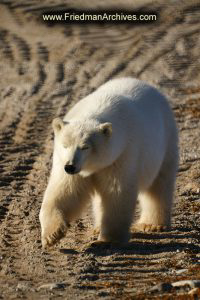 Polar Bear Walking