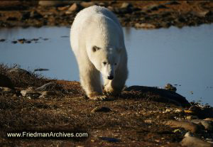 Polar Bear Walking