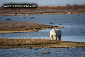 Polar Bear with No Snow