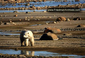 Polar Bear with No Snow